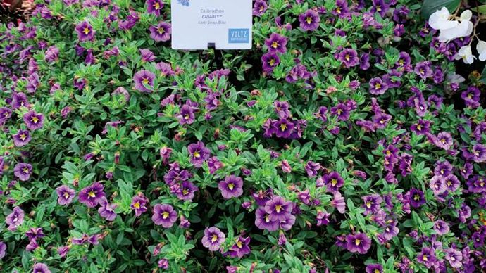 Calibrachoa Cabaret® Early Deep Blue ©P.Fayolle